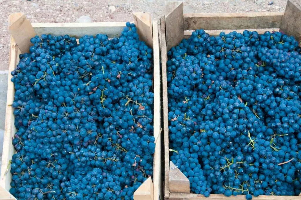 The 10 Best Turkish Wines That Every Wine Lover Must Try
