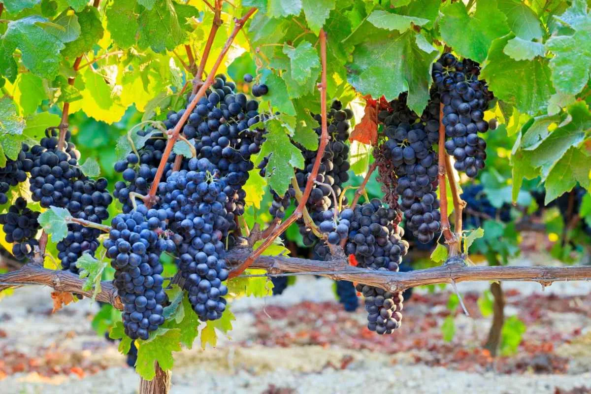 The 10 Best Turkish Wines That Every Wine Lover Must Try