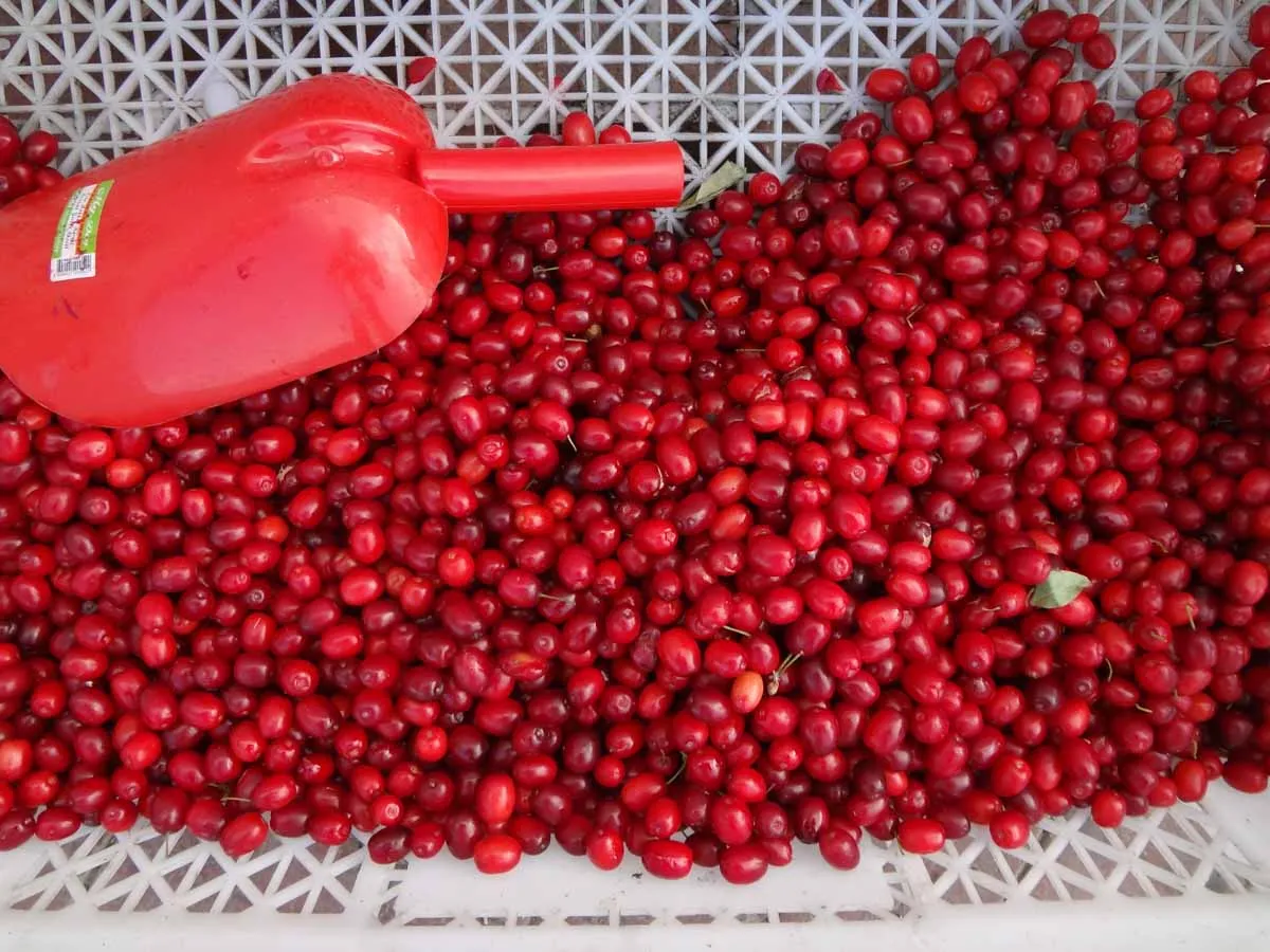 Turkish Cuisine: A Complete Guide to Turkish Food & Drinks